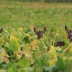 Three Deer's