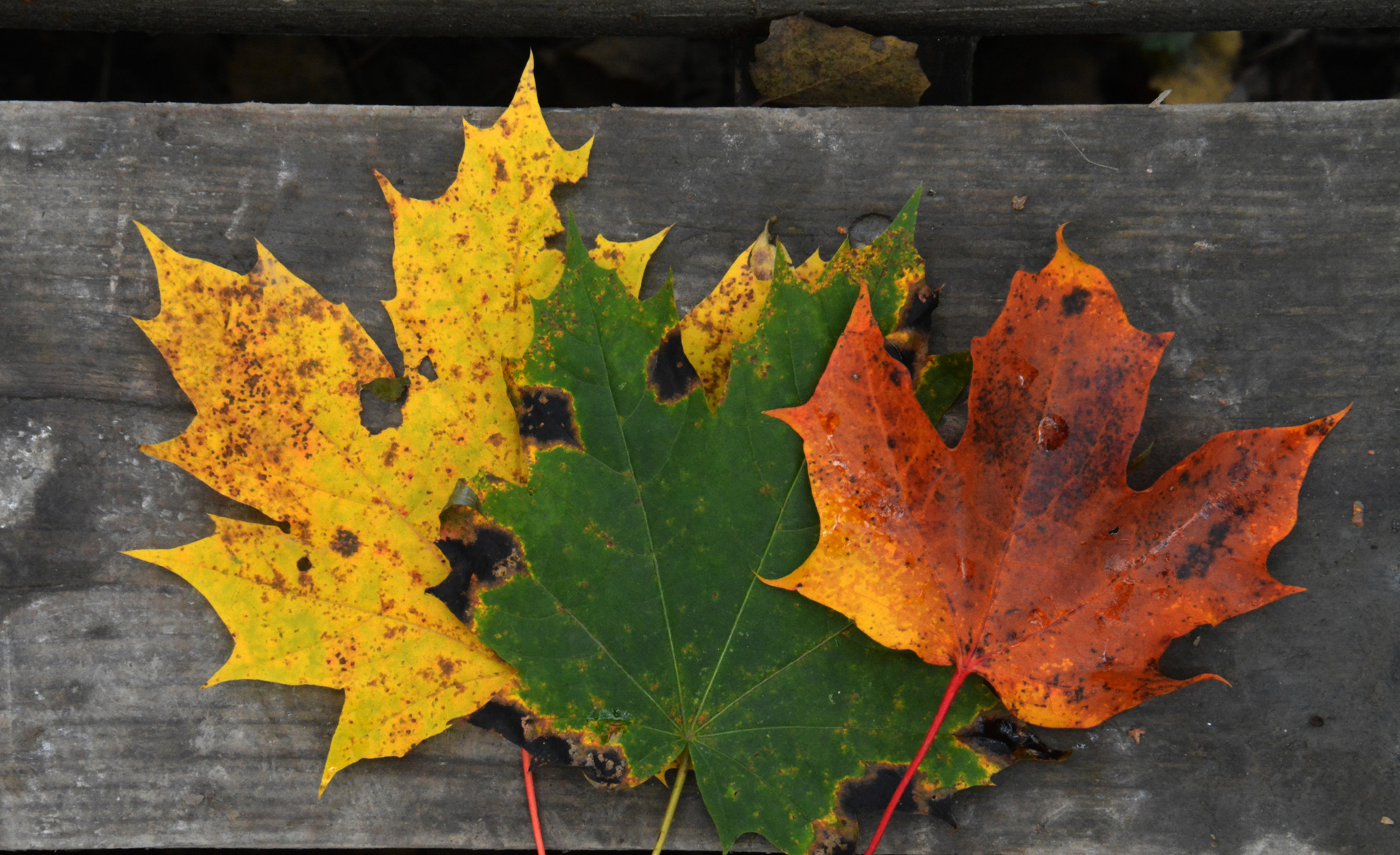 Three different maple leaves