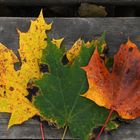 Three different maple leaves