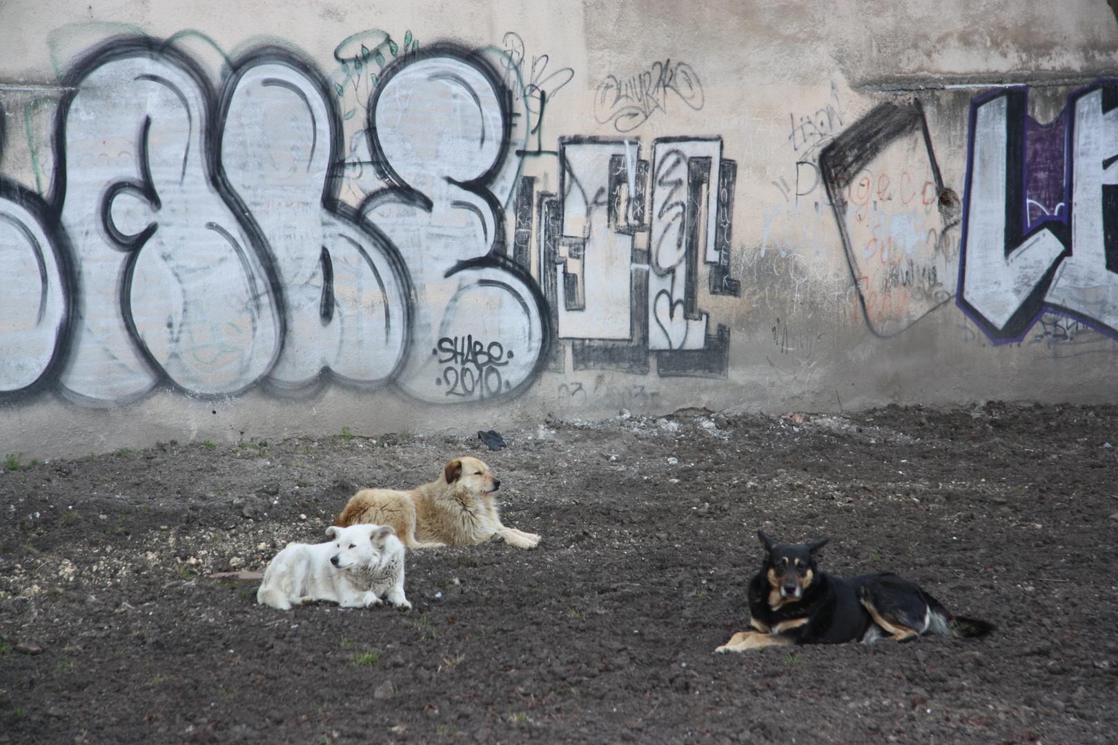 Three Dogs Camping :-)