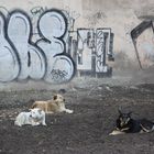 Three Dogs Camping :-)