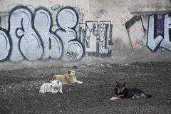 Three Dogs Camping :-)