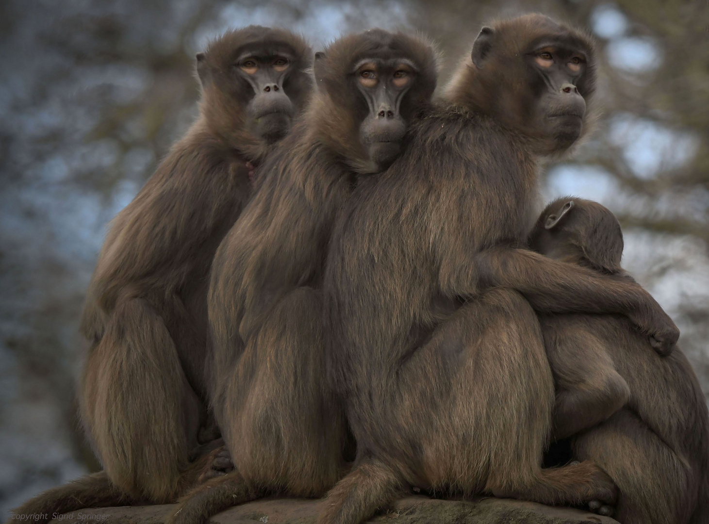 three Dscheladas with child 