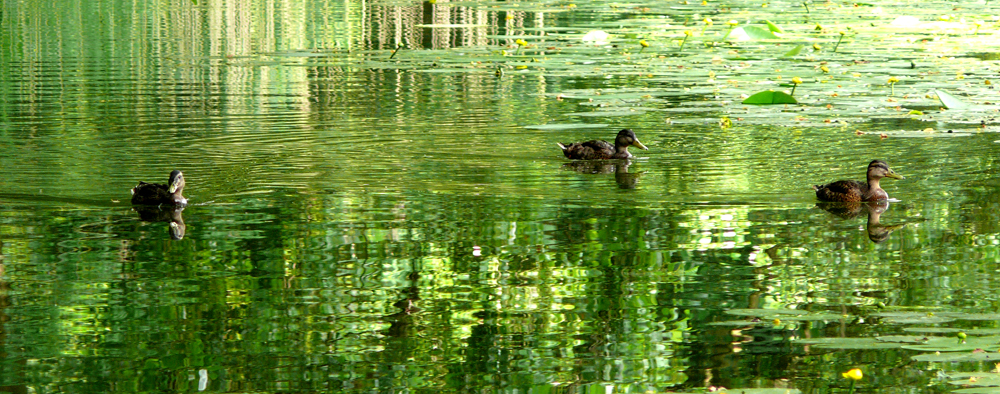 ...three ducks...