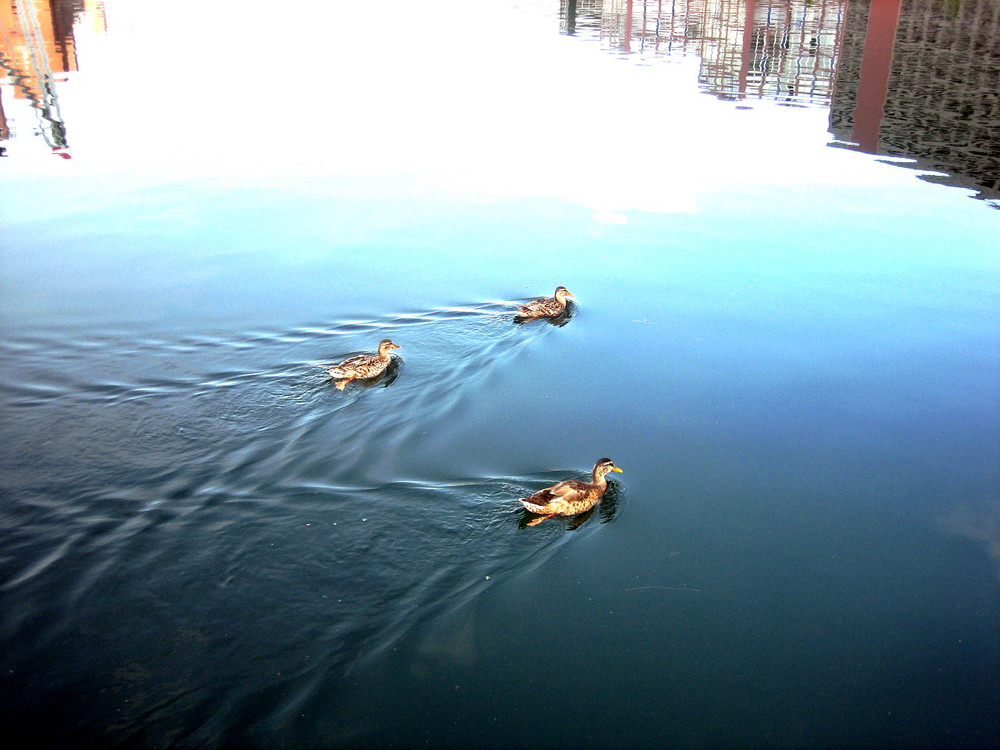 three ducks...