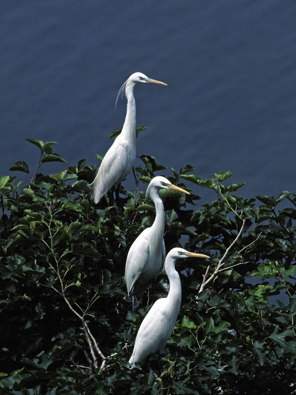 THREE EGRETS