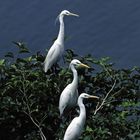 THREE EGRETS