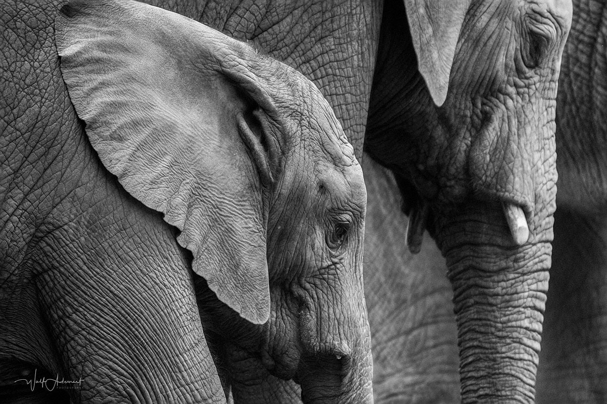 three elephants