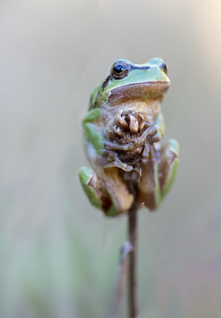 Three frog