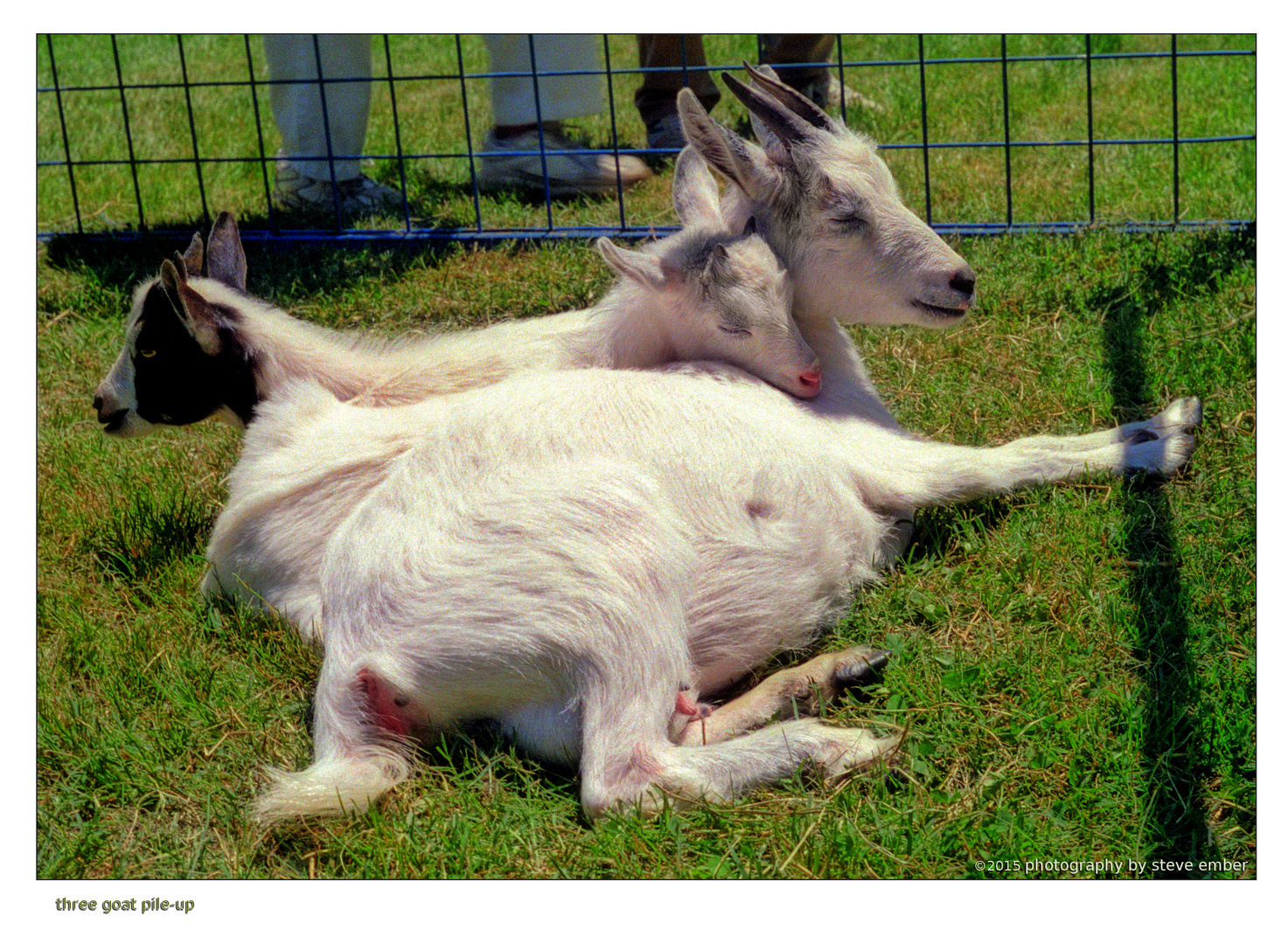 Three Goat Pile-Up