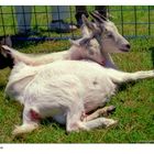 Three Goat Pile-Up