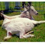 Three Goat Pile-Up