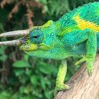 Three horned Chameleon