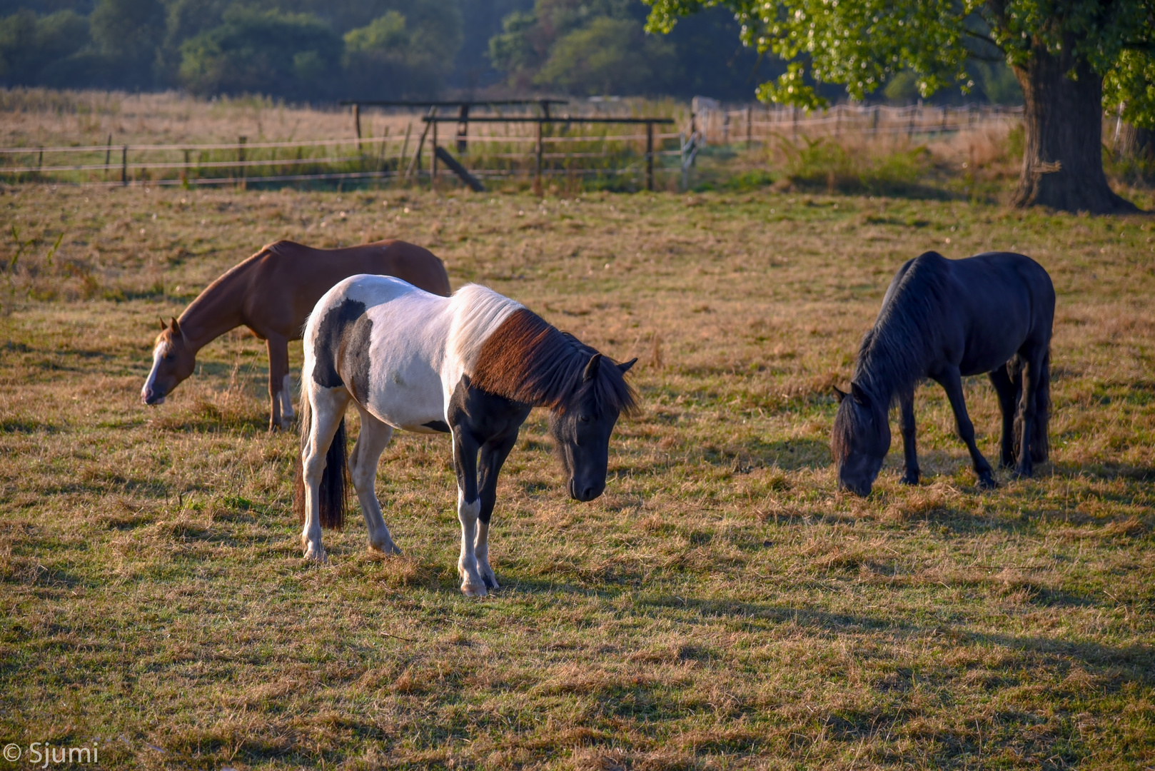 Three horses