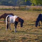 Three horses