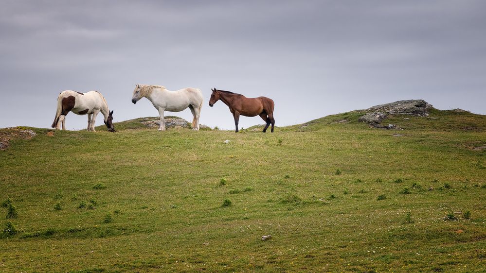 three horses