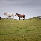 three horses