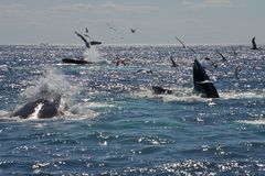 Three Humpback - buddies