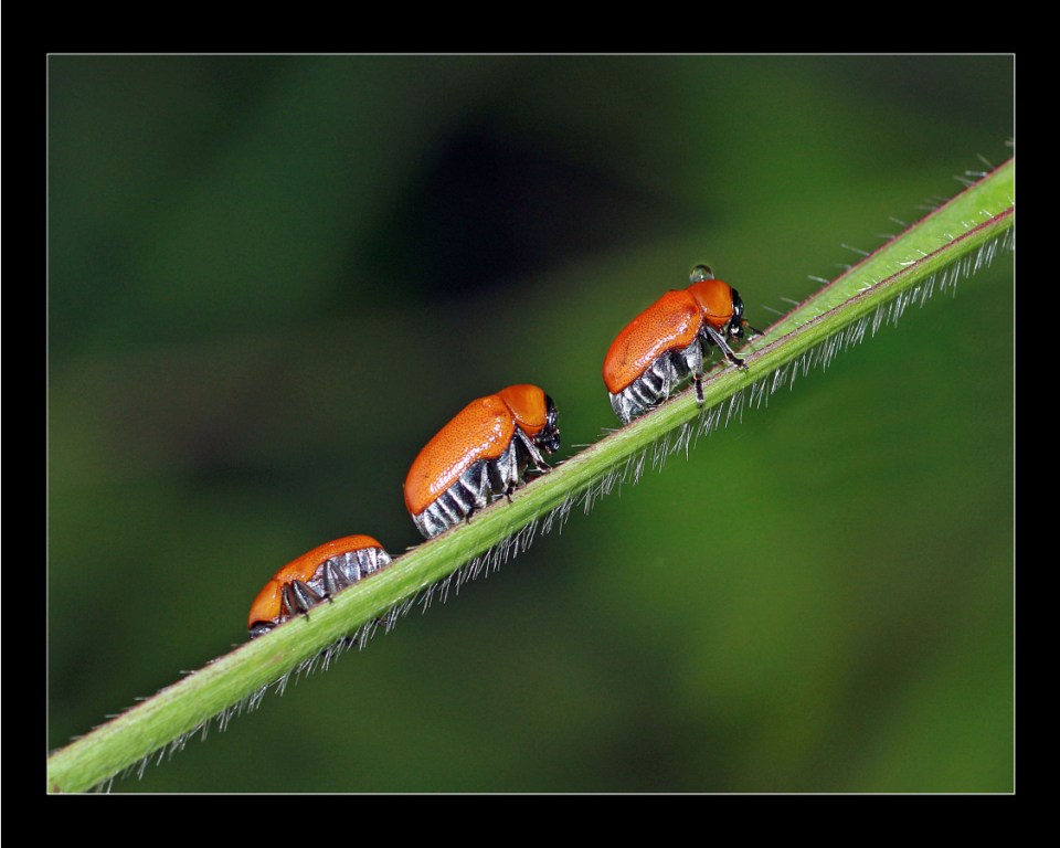 Three Idiots .........:P