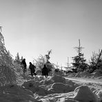 three in the snow