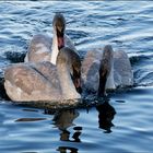 Three juvenile Trumpeter Swans.....