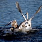 Three Juvenile Trumpeter Swans.....