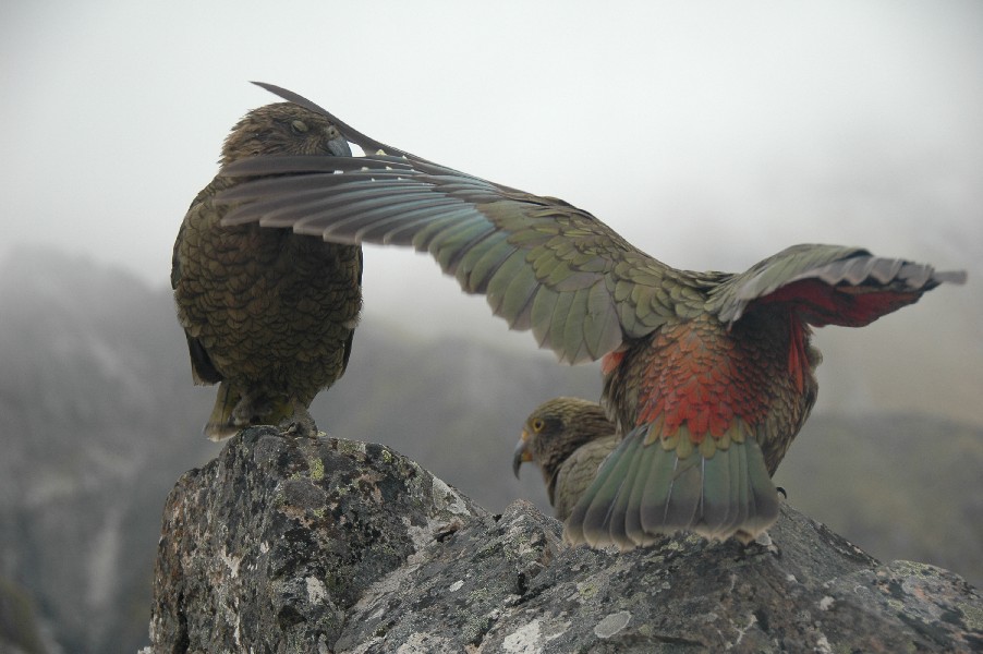 Three Keas at Arthurs Pass at the South Island of New Zealand