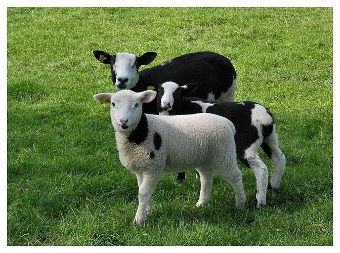 Three lambs (Heusden)