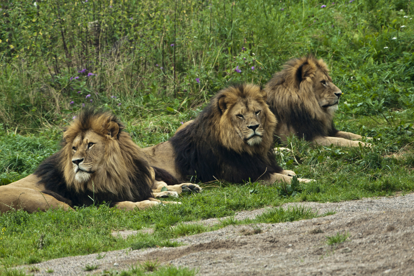 Three Lions