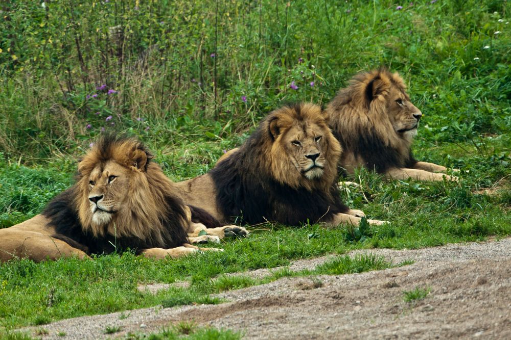 Three Lions