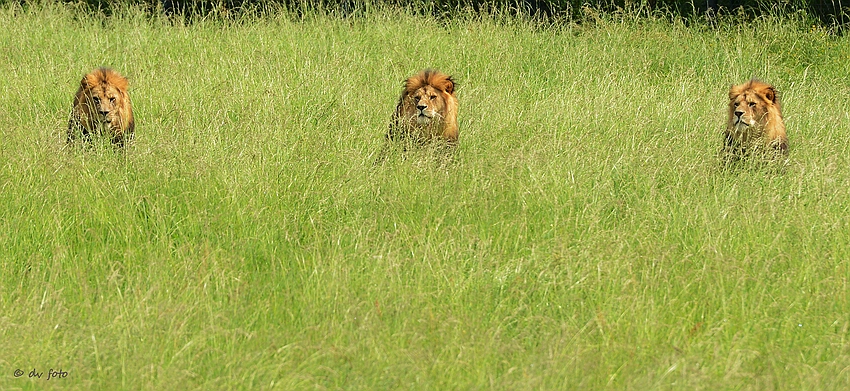 Three Lions