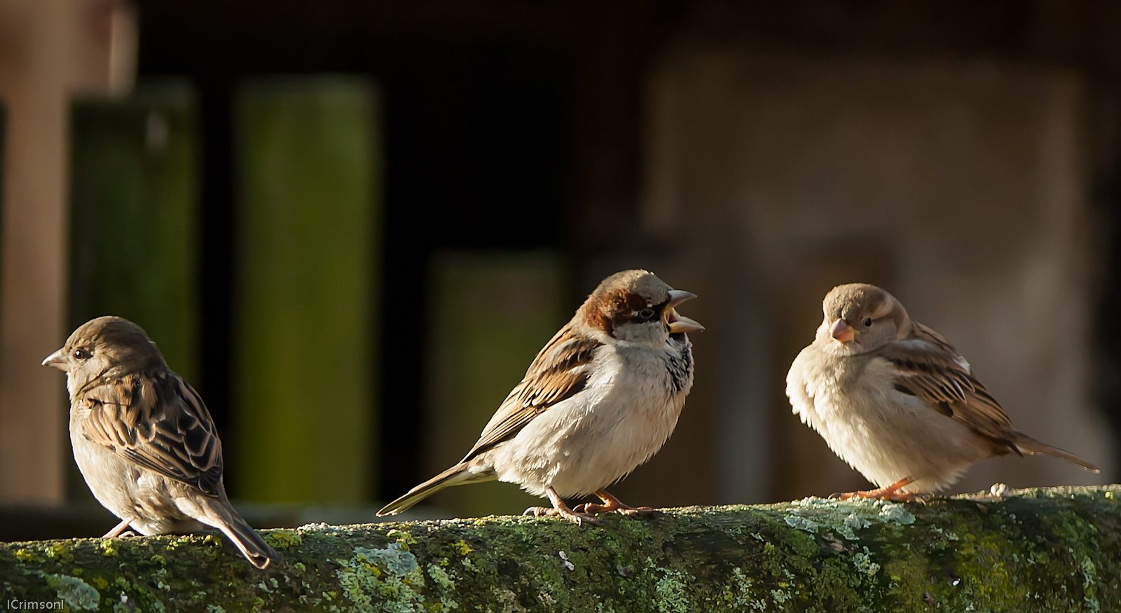 Three little Birds