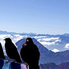 Three little birds - Zugspitze