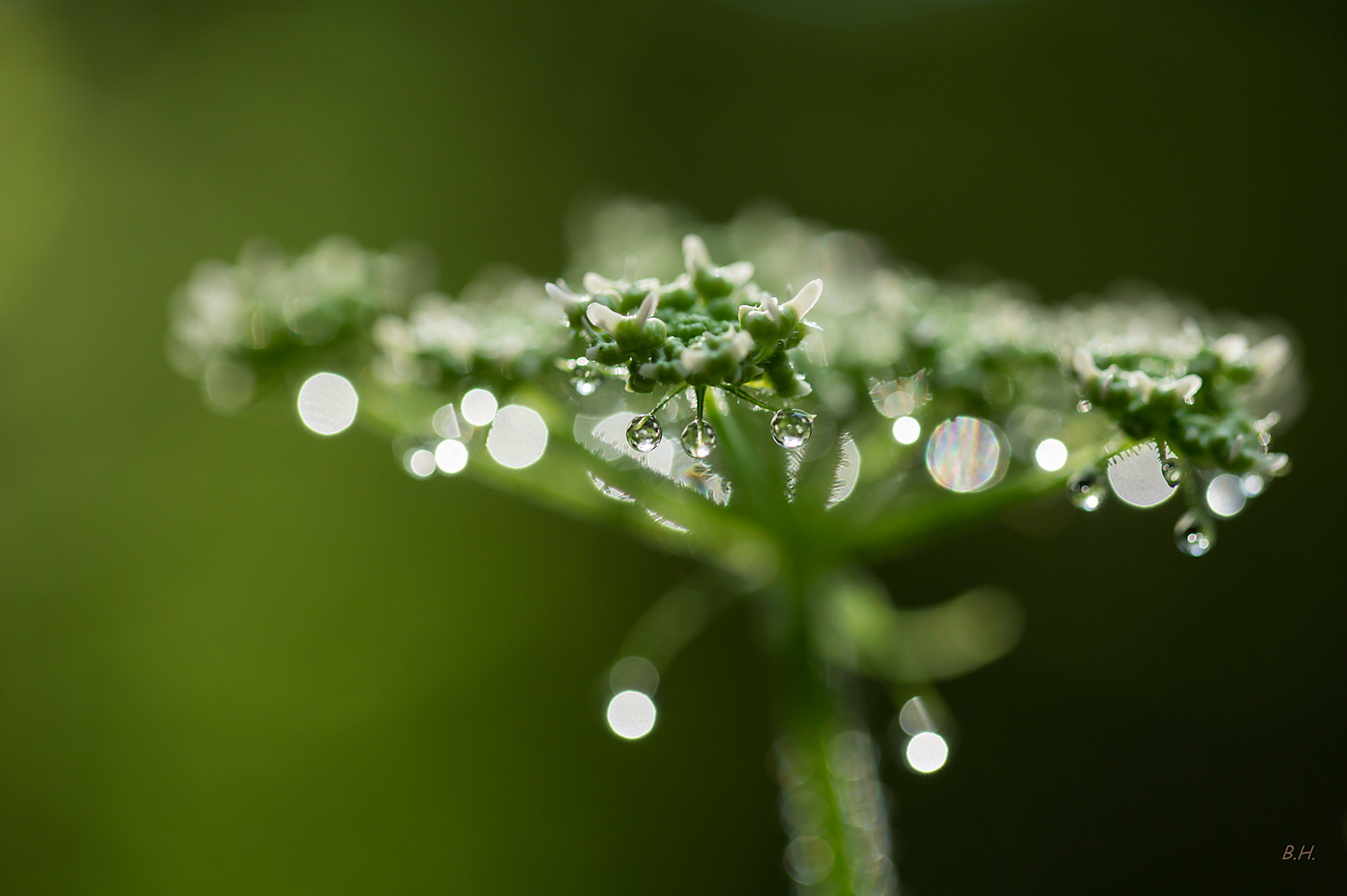 three little droplet