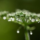 three little droplet