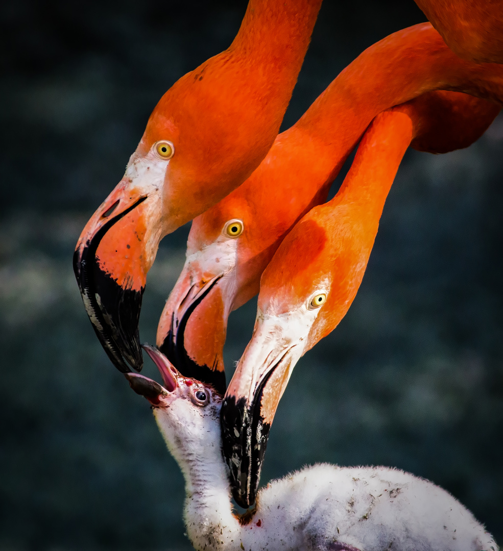 Three mothers