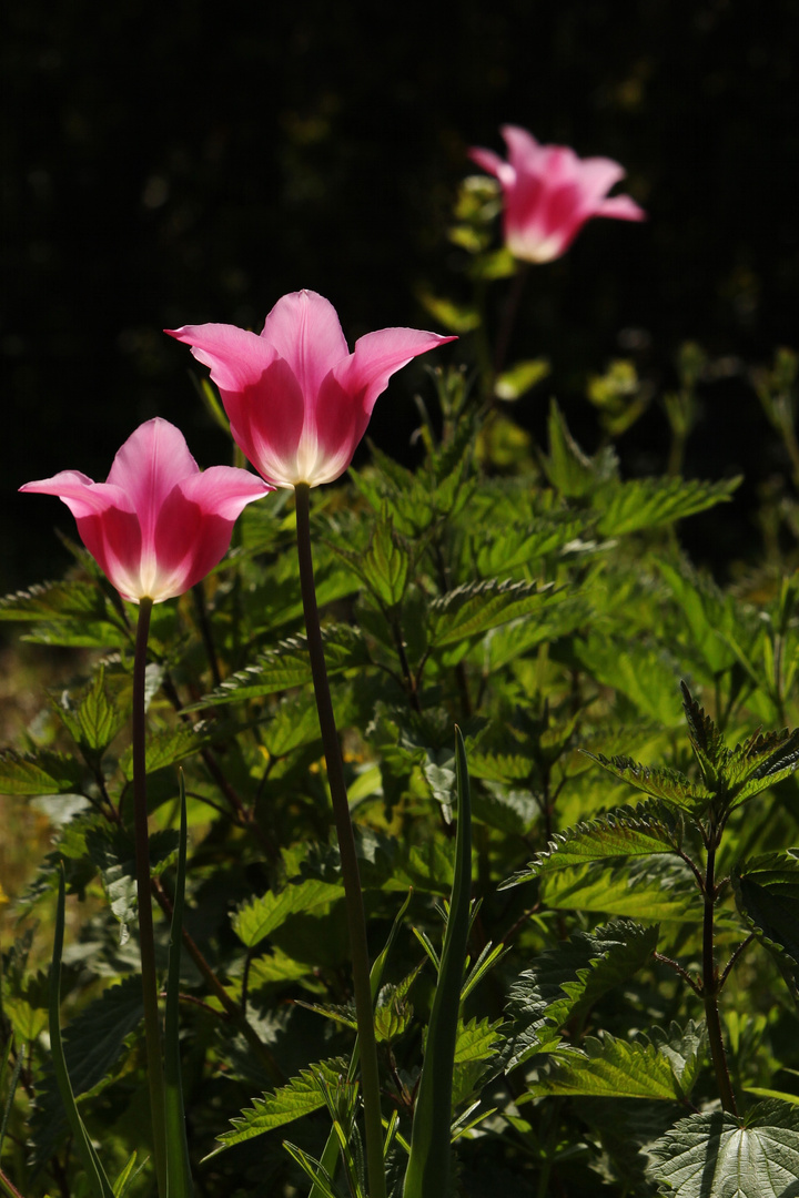 Three Pink Tulips