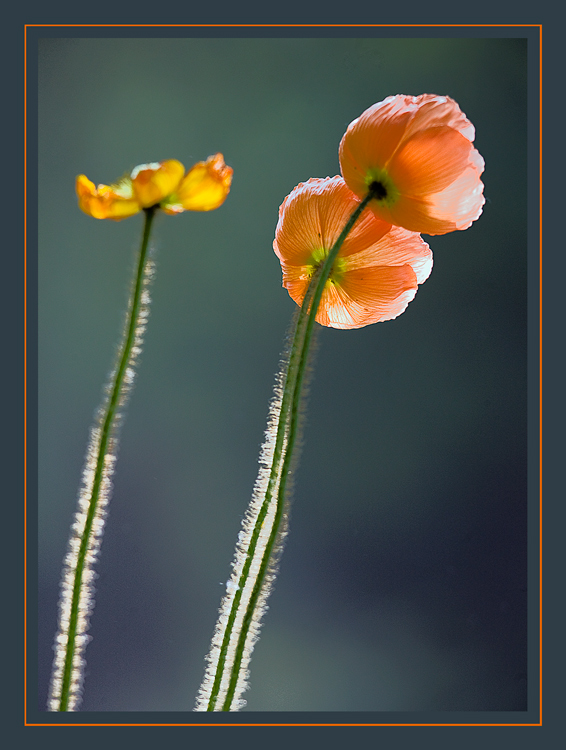 Three Poppies in backlight