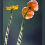 Three Poppies in backlight