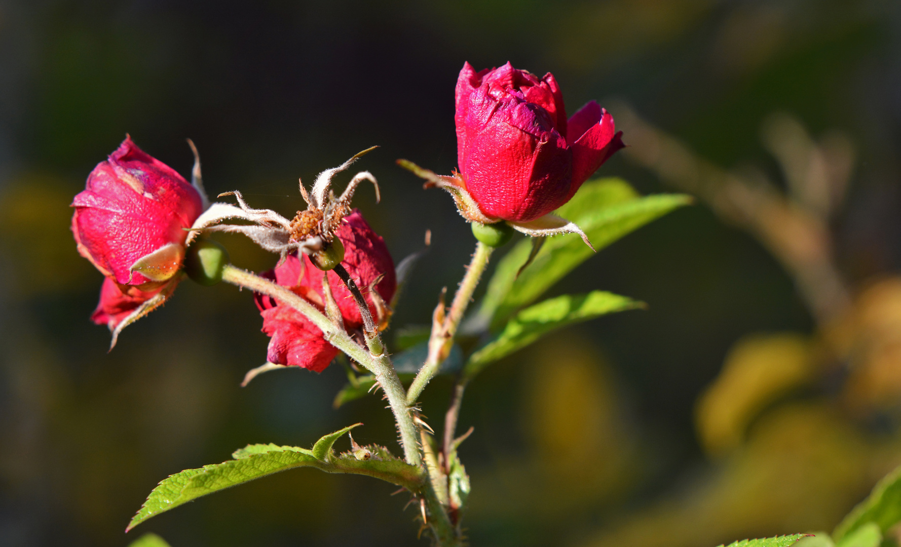 Three red