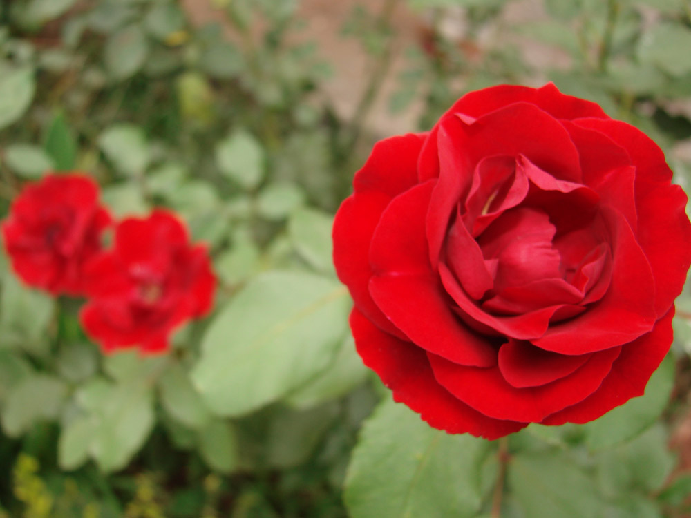 Three red roses