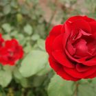 Three red roses