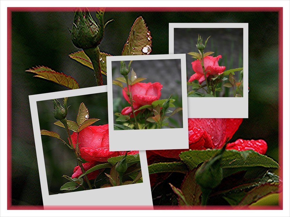 Three Roses