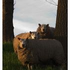 Three sheep