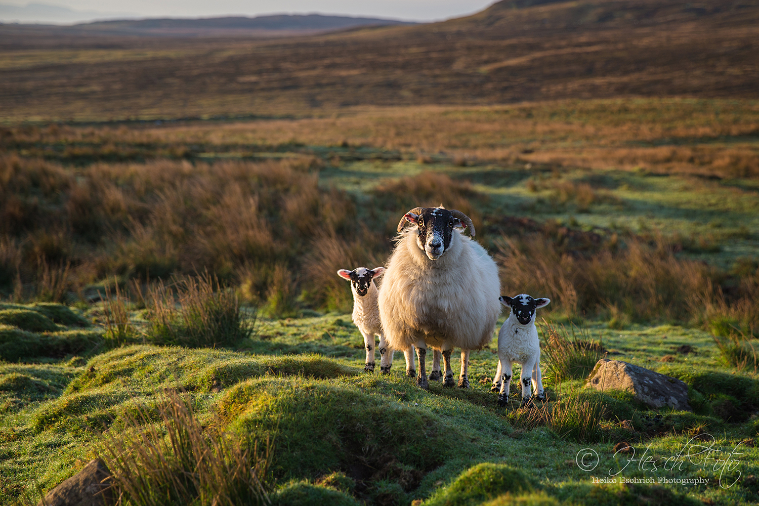 Three sheep