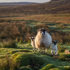 Three sheep