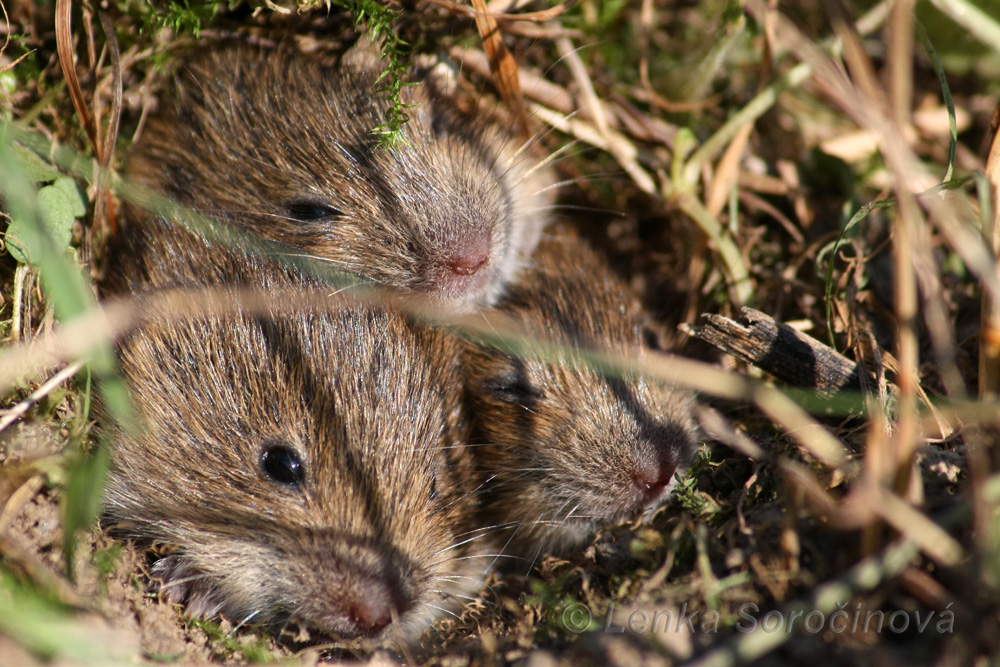 Three siblings (Common Vole, Microtus arvalis)