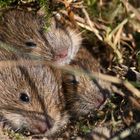 Three siblings (Common Vole, Microtus arvalis)