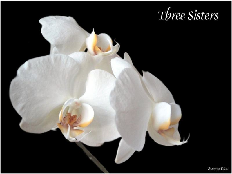 Three Sisters