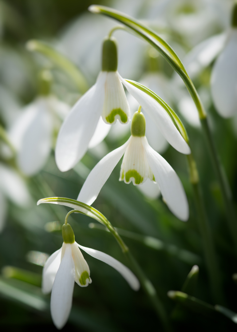 Three Snowdrops